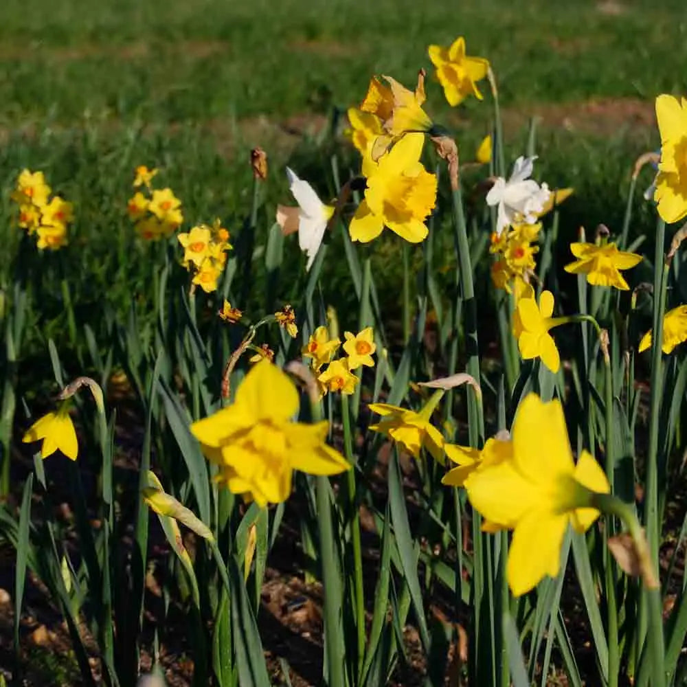 NARCISSE BOTANIQUE EN MÉLANGE BIO 