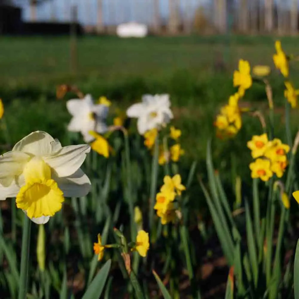NARCISSE BOTANIQUE EN MÉLANGE 