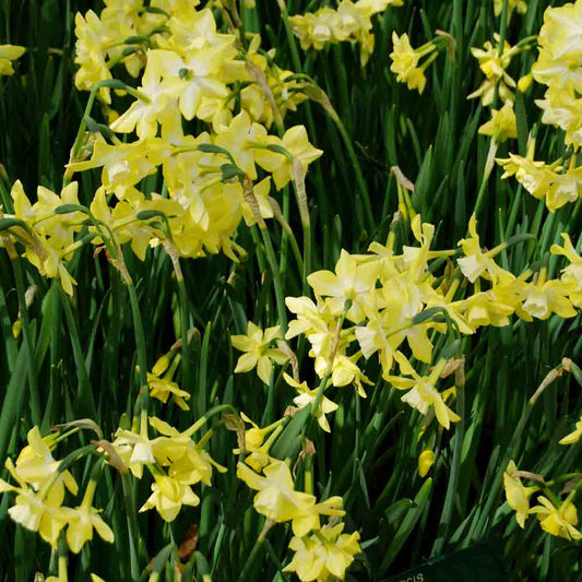 NARCISSE BOTANIQUE PIPIT 