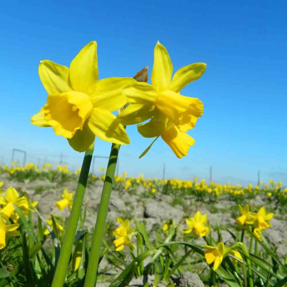 NARCISSE BOTANIQUE TETE A TETE 