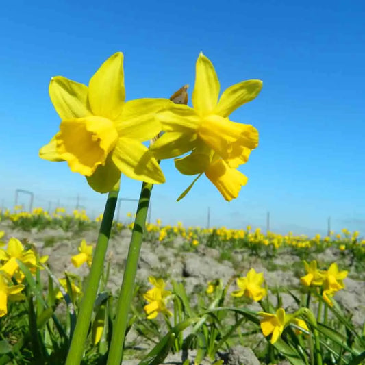 NARCISSE BOTANIQUE TETE A TETE 