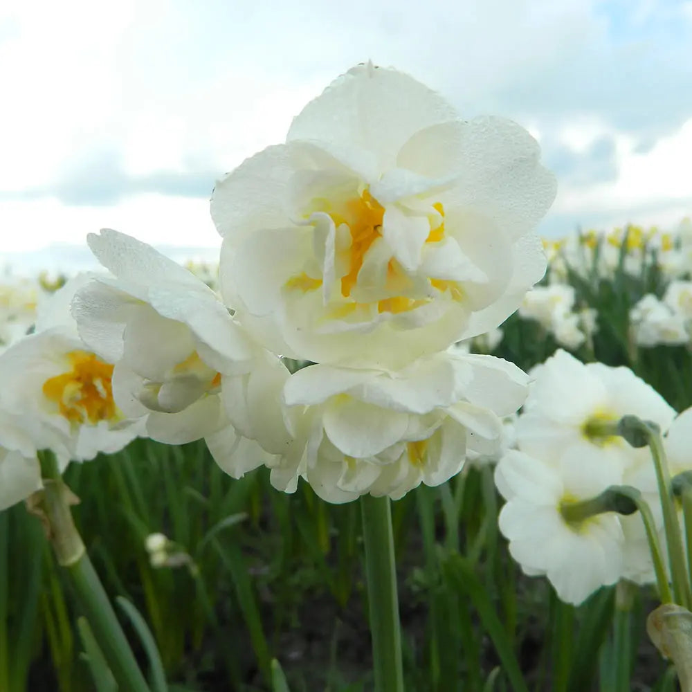 NARCISSE BRIDAL CROWN AB 