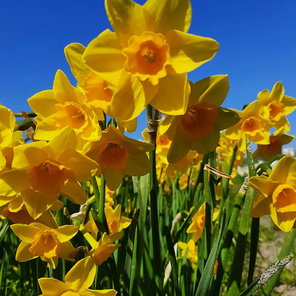 NARCISSE GARDEN OPERA AB 