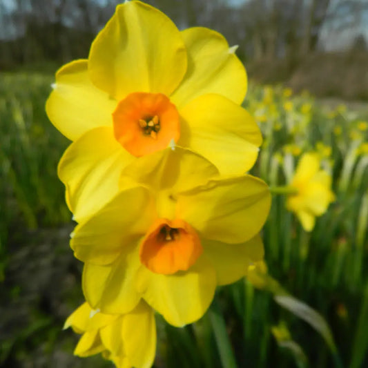 NARCISSE MARTINETTE AB 