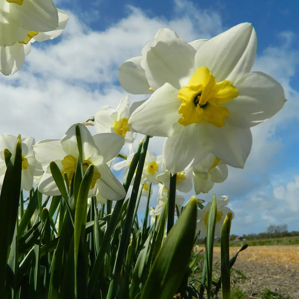 NARCISSE PAPILLON BLANC AB 