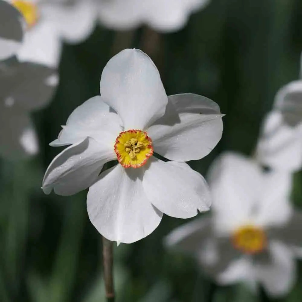 NARCISSE POETICUS ACTAEA 