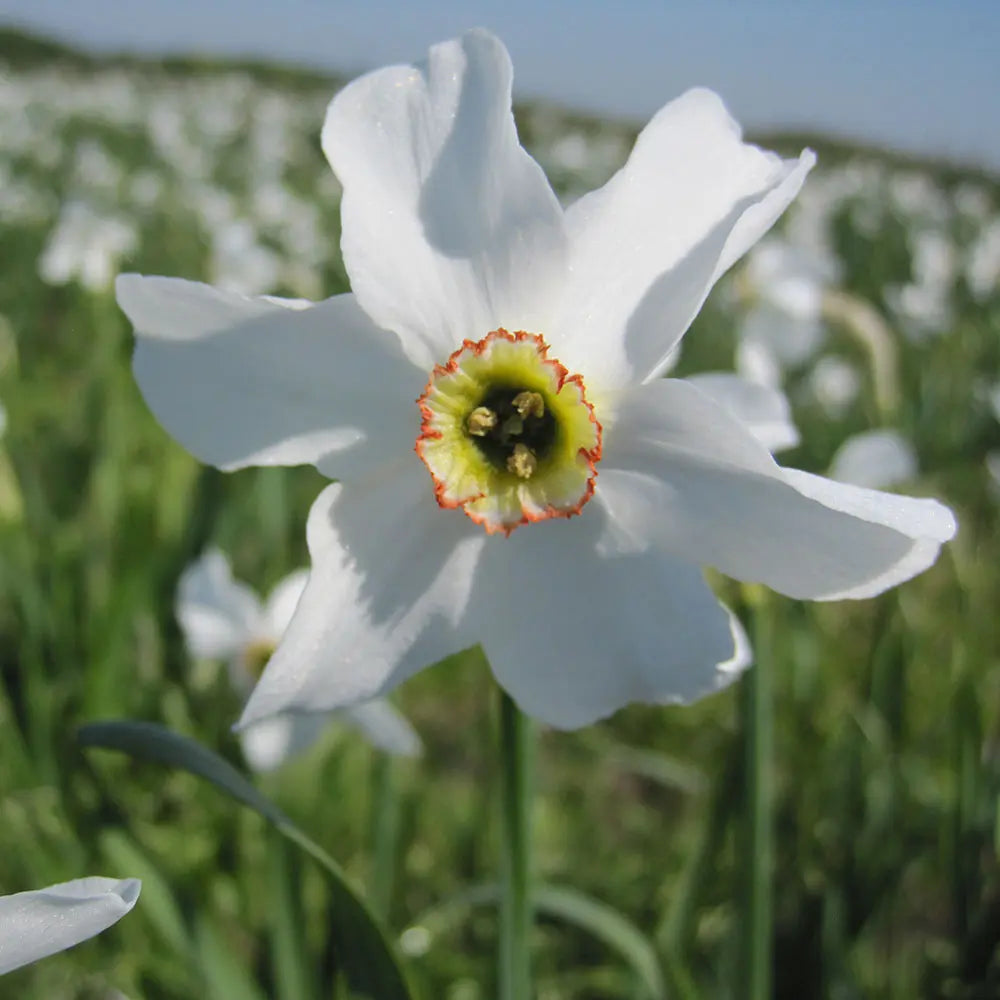 NARCISSE RECURVUS AB 