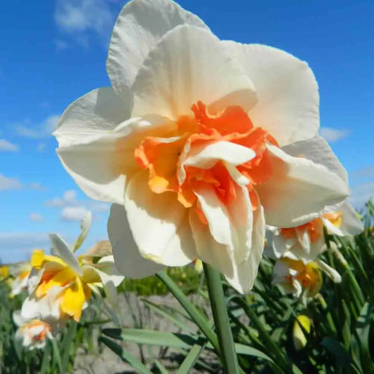 NARCISSE REPLETE 
