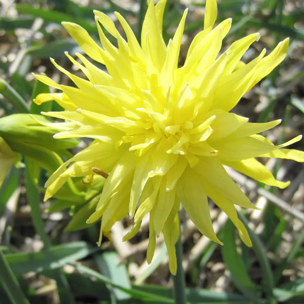 NARCISSE RIP VAN WINKLE AB 