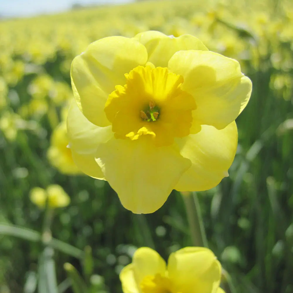 NARCISSE SUNDISC AB 