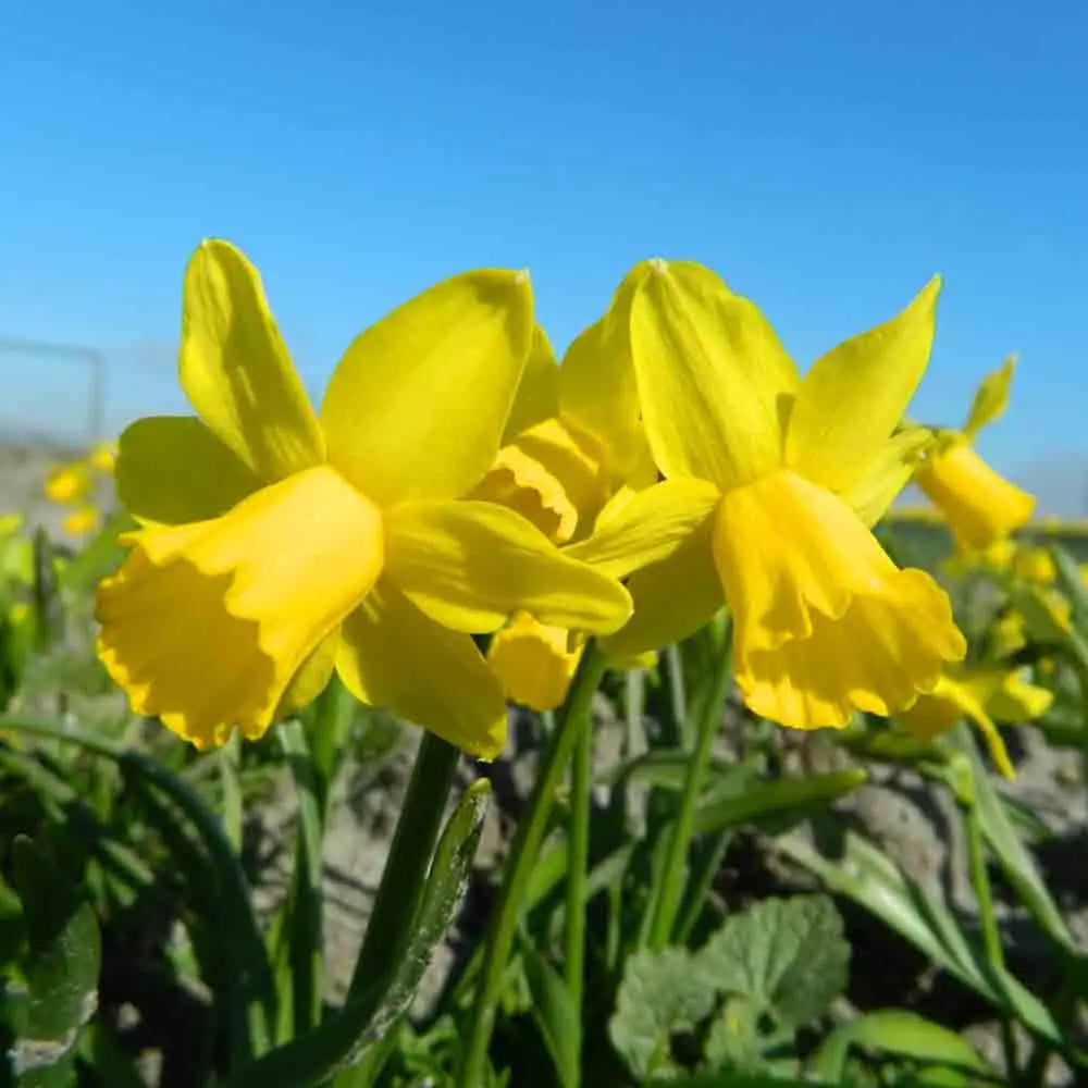 NARCISSE TETE-A-TETE 
