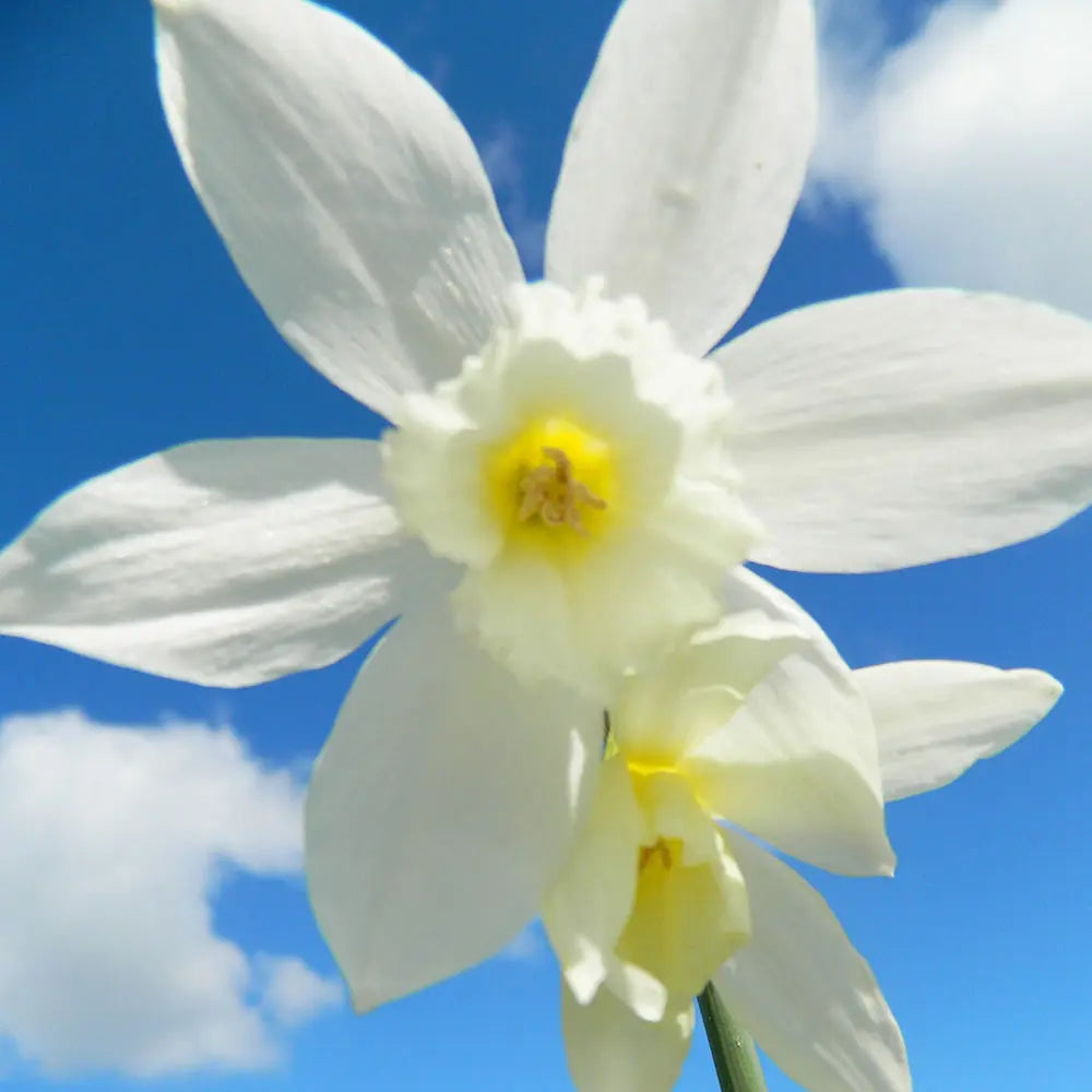 NARCISSE THALIA AB 