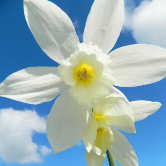 NARCISSE THALIA AB 