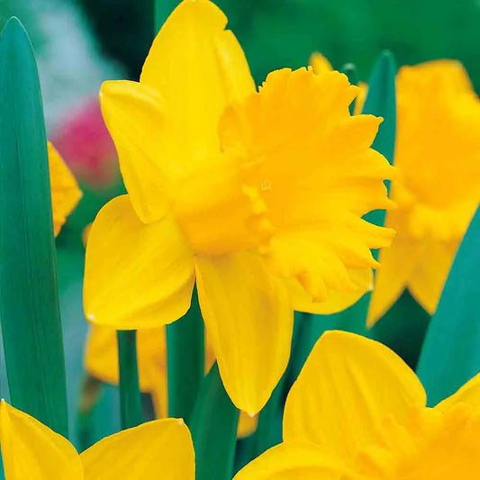 NARCISSE TROMPETTE DUTCH MASTER 
