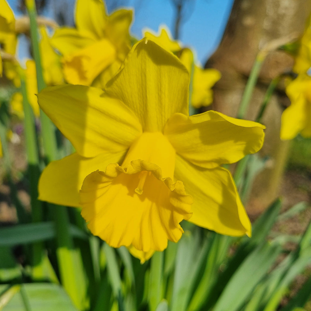 NARCISSE RIJNVELD'S EARLY SENSATION AB 