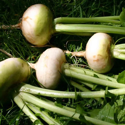 NAVET PLATTE WITTE MEI AB 