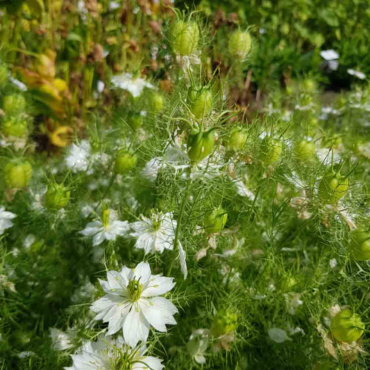 NIGELLE DE DAMAS A CAPSULE VERTE AB 