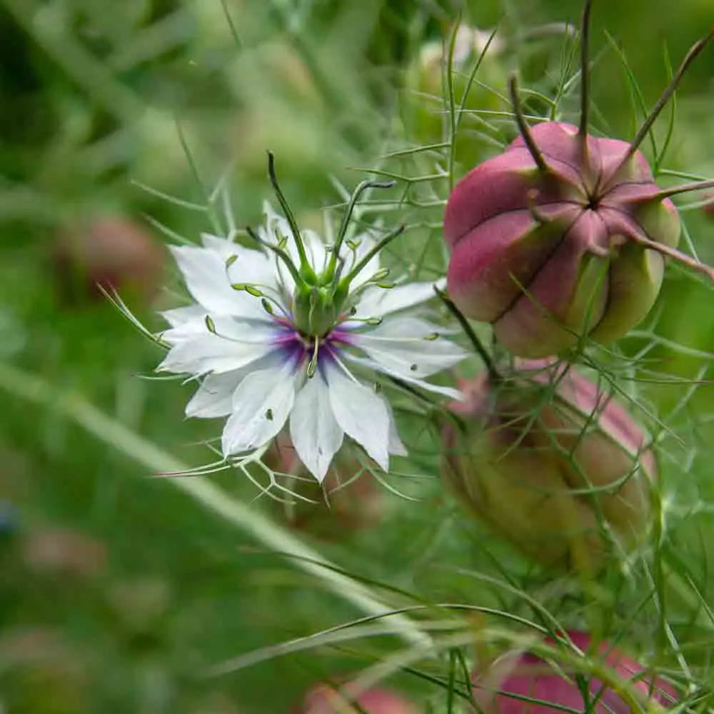 NIGELLE DE DAMAS BLANCHE A CAPSULE ROUGE AB 