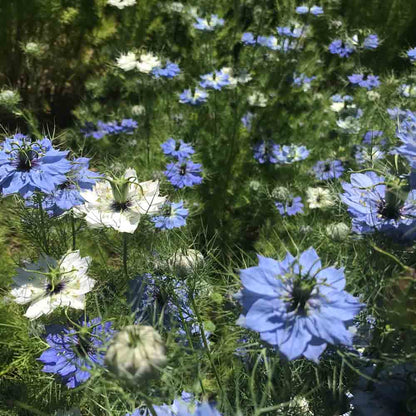NIGELLE DE DAMAS DOUBLE VARIEE AB 