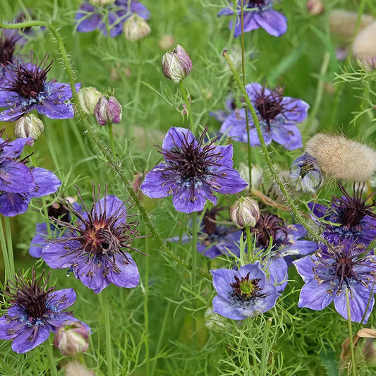 NIGELLE D´ESPAGNE BLEUE AB 