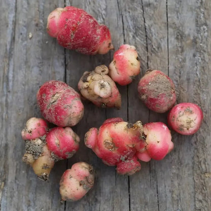 OCA DU PEROU AB - GODET 