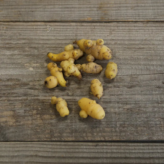 OCA DU PEROU JAUNE AB 