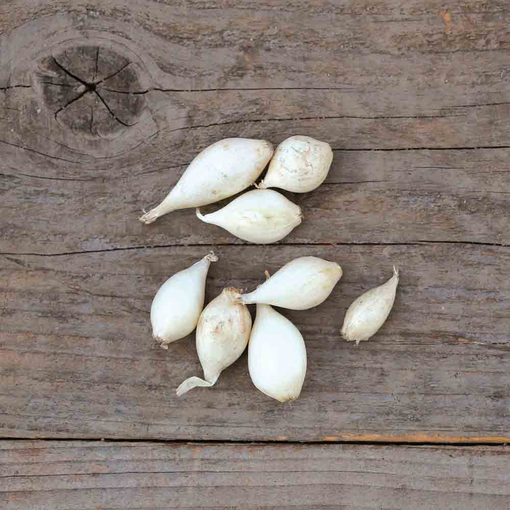 OIGNON BLANC SNOWBALL NT (bulbilles) 