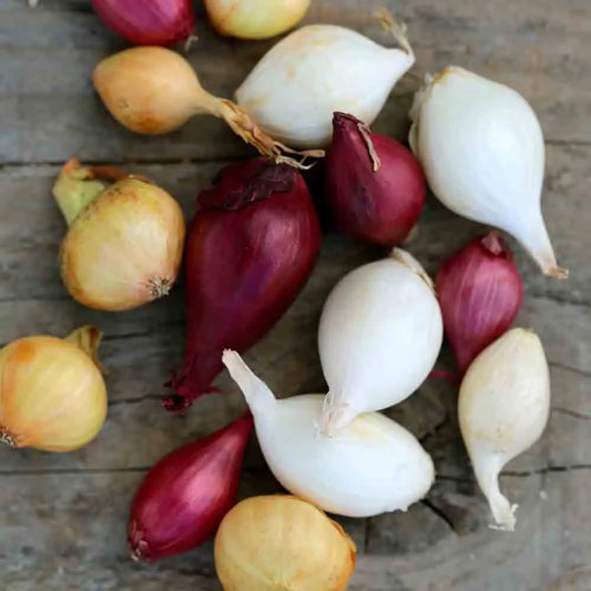 OIGNON COCKTAIL NT (bulbilles) 