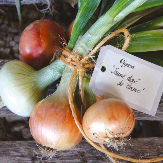 OIGNON DORATA DI PARMA AB 