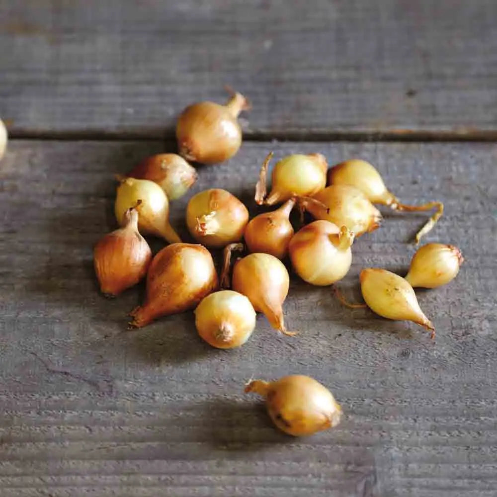 OIGNON JAUNE PAILLE DES VERTUS NT (bulbilles) 
