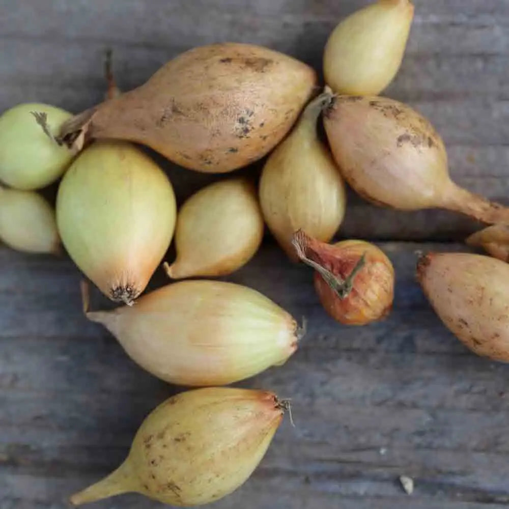 OIGNON JAUNE SETTON AB (bulbilles) 