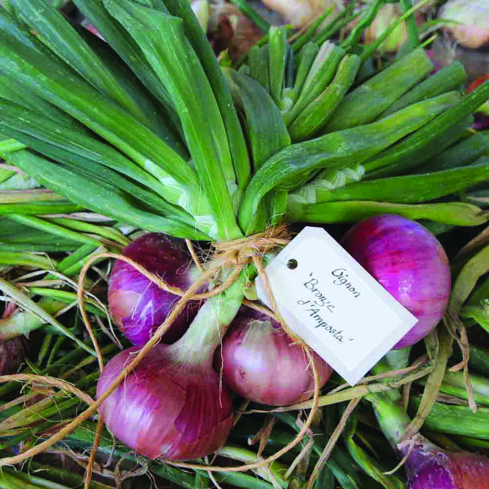 OIGNON MORADA DE AMPOSTA AB 