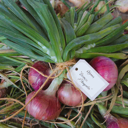 OIGNON MORADA DE AMPOSTA AB 
