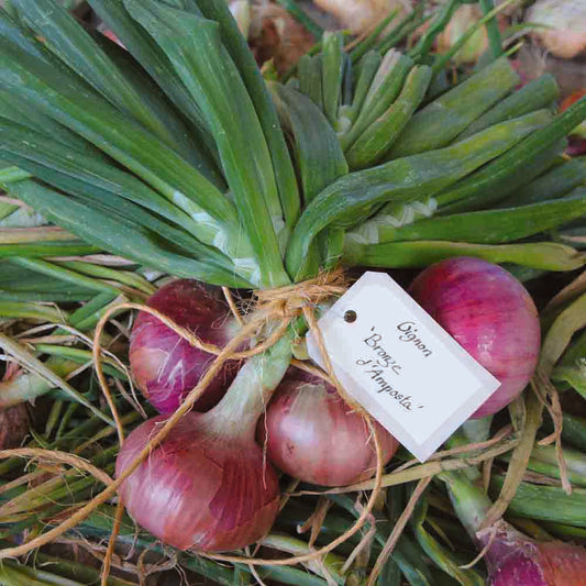 OIGNON MORADA DE AMPOSTA AB 