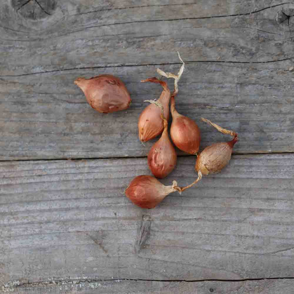 OIGNON ROSCOFF (Variété Keravel) NT (bulbilles) 