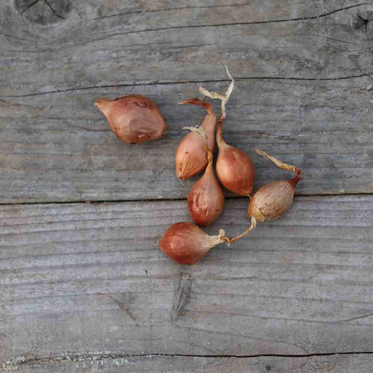 OIGNON ROSCOFF (Variété Keravel) NT (bulbilles) 
