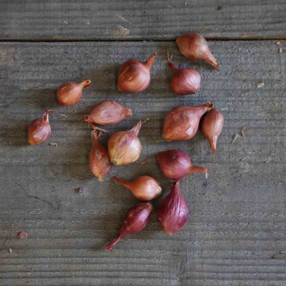 OIGNON ROSE STUTTGARTER ROSE (Ptujska Rdeca) NT (bulbilles) 