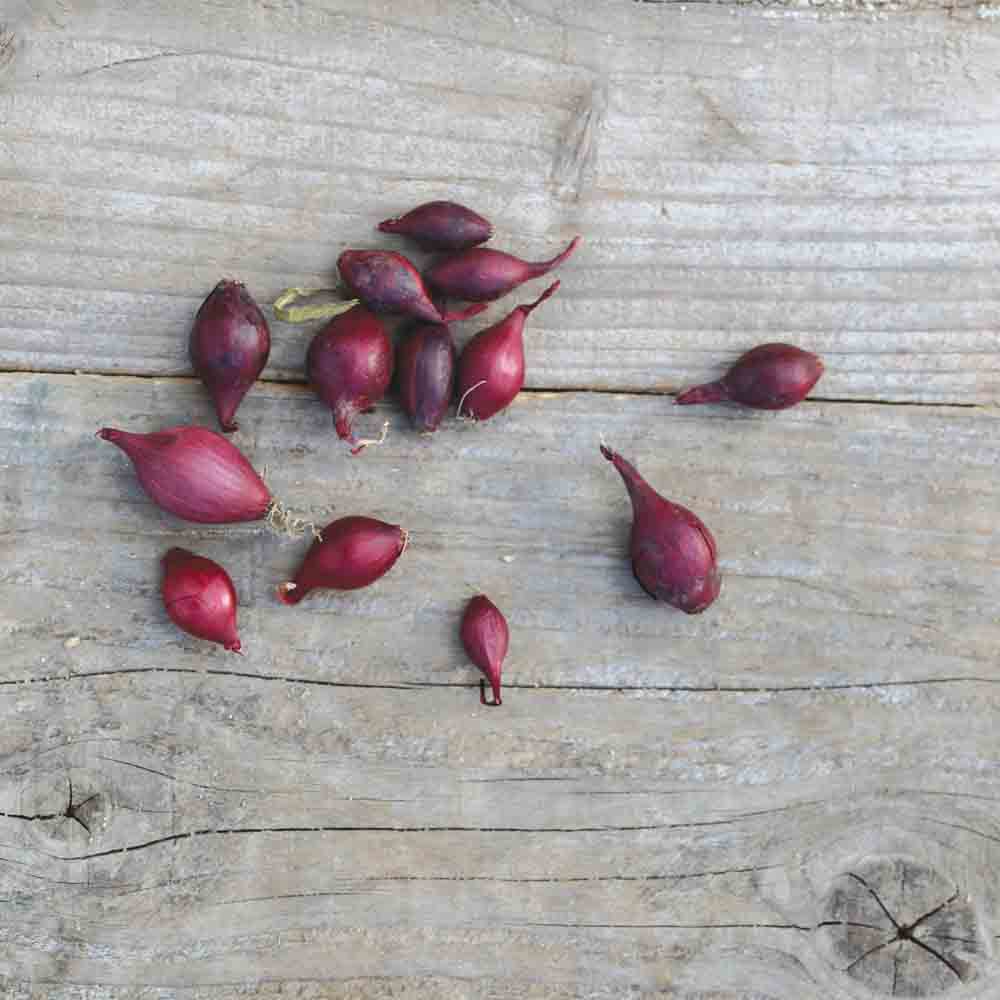 OIGNON ROUGE RED BARON AB (bulbilles) 