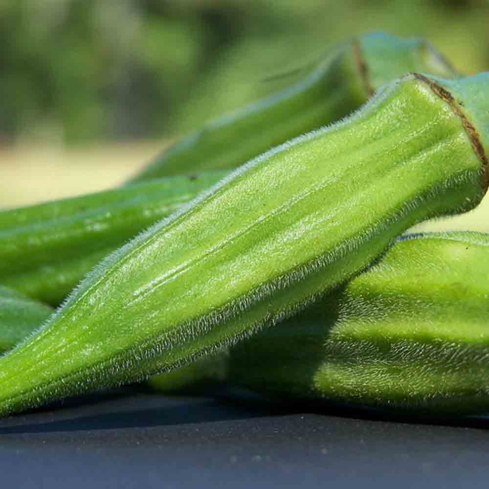 OKRA GOMBO CLEMSON SPINELESS AB 