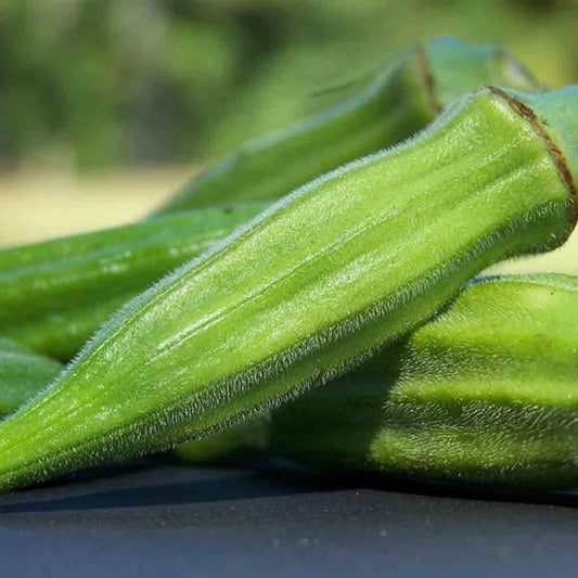 OKRA GOMBO CLEMSON SPINELESS AB 