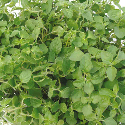 ORIGAN GREC AB 