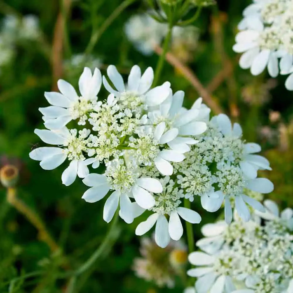 ORLAYA A GRANDES FLEURS AB 