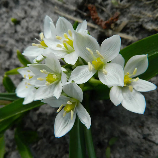 ORNITHOGALUM BALANSAE WHITE TROPHY AB 