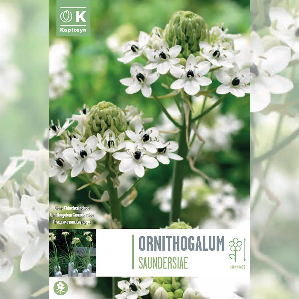 ORNITHOGALUM SAUNDERSIAE - ÉTOILE DE BETHLÉEM 