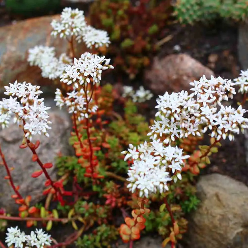 ORPIN BLANC - PLANT 