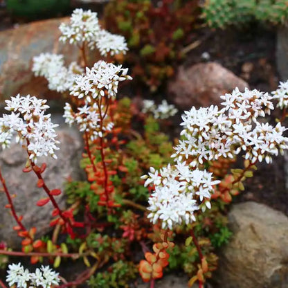 ORPIN BLANC - PLANT 