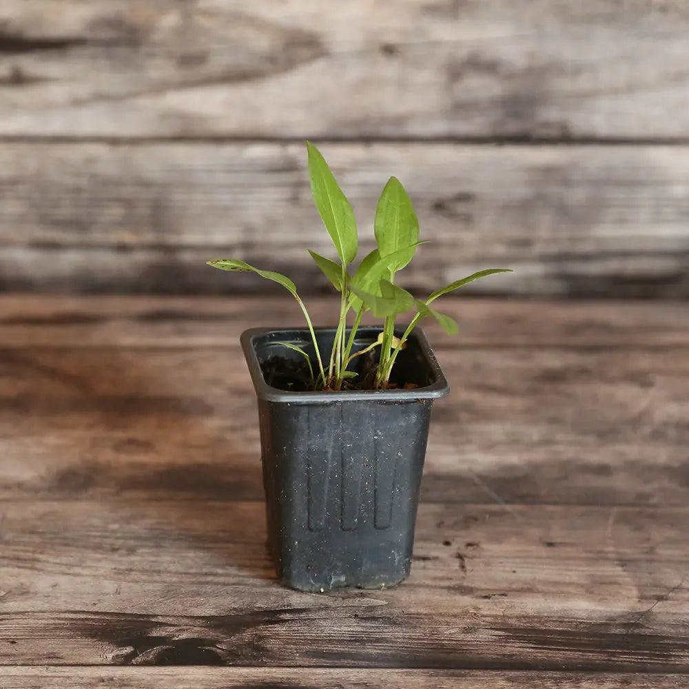OSEILLE EPINARD RUMEX PATIENTA AB - PLANT 