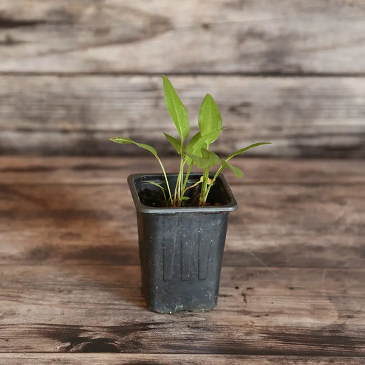 OSEILLE EPINARD RUMEX PATIENTA AB - PLANT 