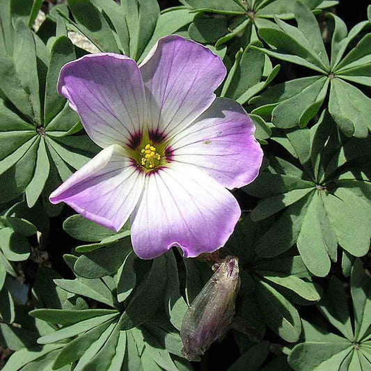 OXALIDE DU CHILI ( OXALIS ADENOPHYLLA ) 