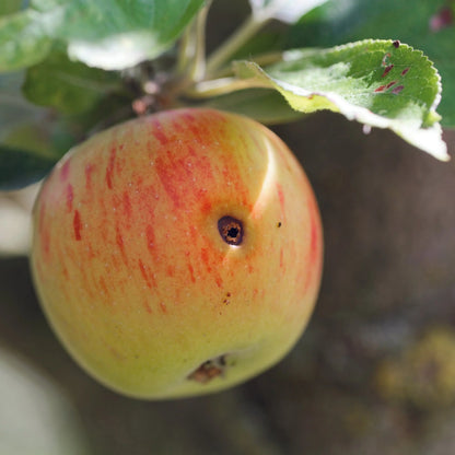 PHEROMONES CONTRE LE VER DE LA POMME, POIRE ET NOIX 